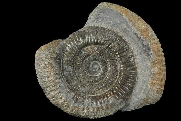 Dactylioceras Ammonite Fossil - England #100474